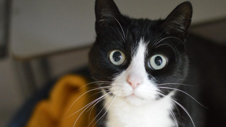 Shelter Animals Spotlight of the Week: Selma, Puk, Oreo, Cookie and Tiaki