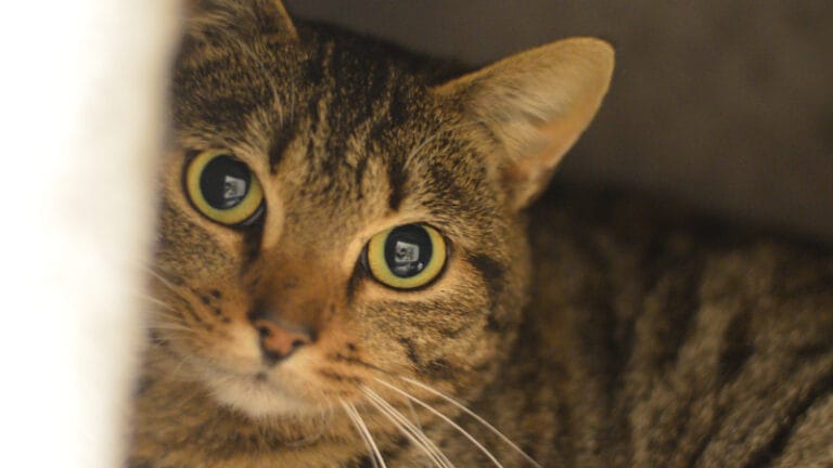 Shelter Animal Spotlight of the Week: Kayla, Maggie, Roosters and Jolly