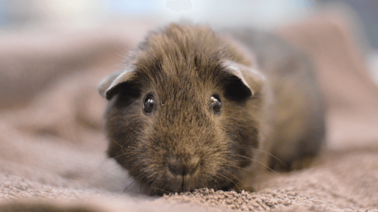 Shelter Animal Spotlight of the Week: Nio, Cava, Dries and Diamond Dove