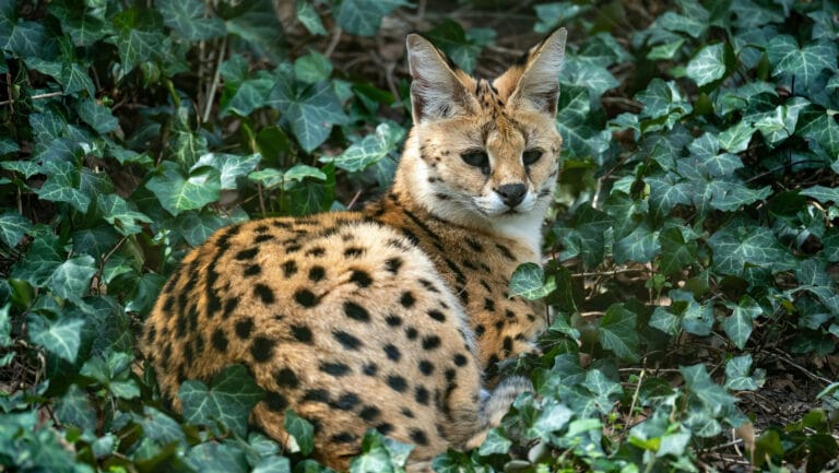 Face to face with the ‘Limburg Jaguar’? A truly extraordinary appearance in Landgraaf