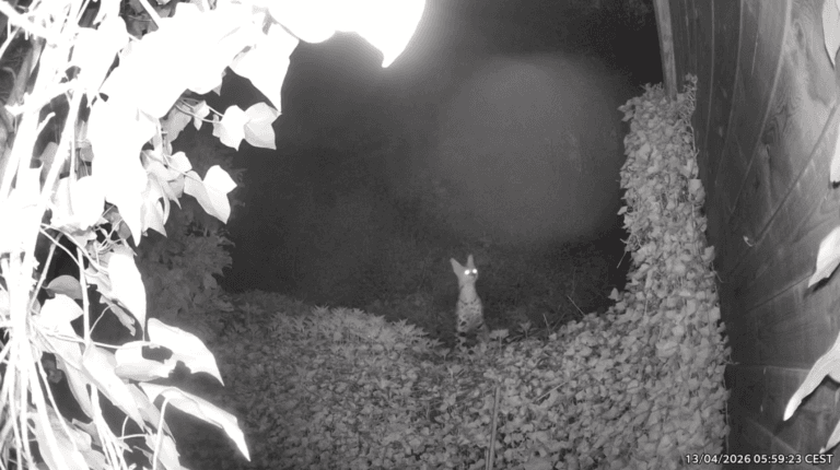 Video: Nala spotted in Terwinselen! Serval easily clears garden fences