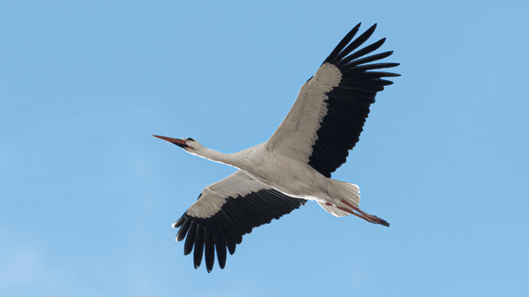 Video: The Stork Has Delivered 4 Babies to Hoensbroek Castle!