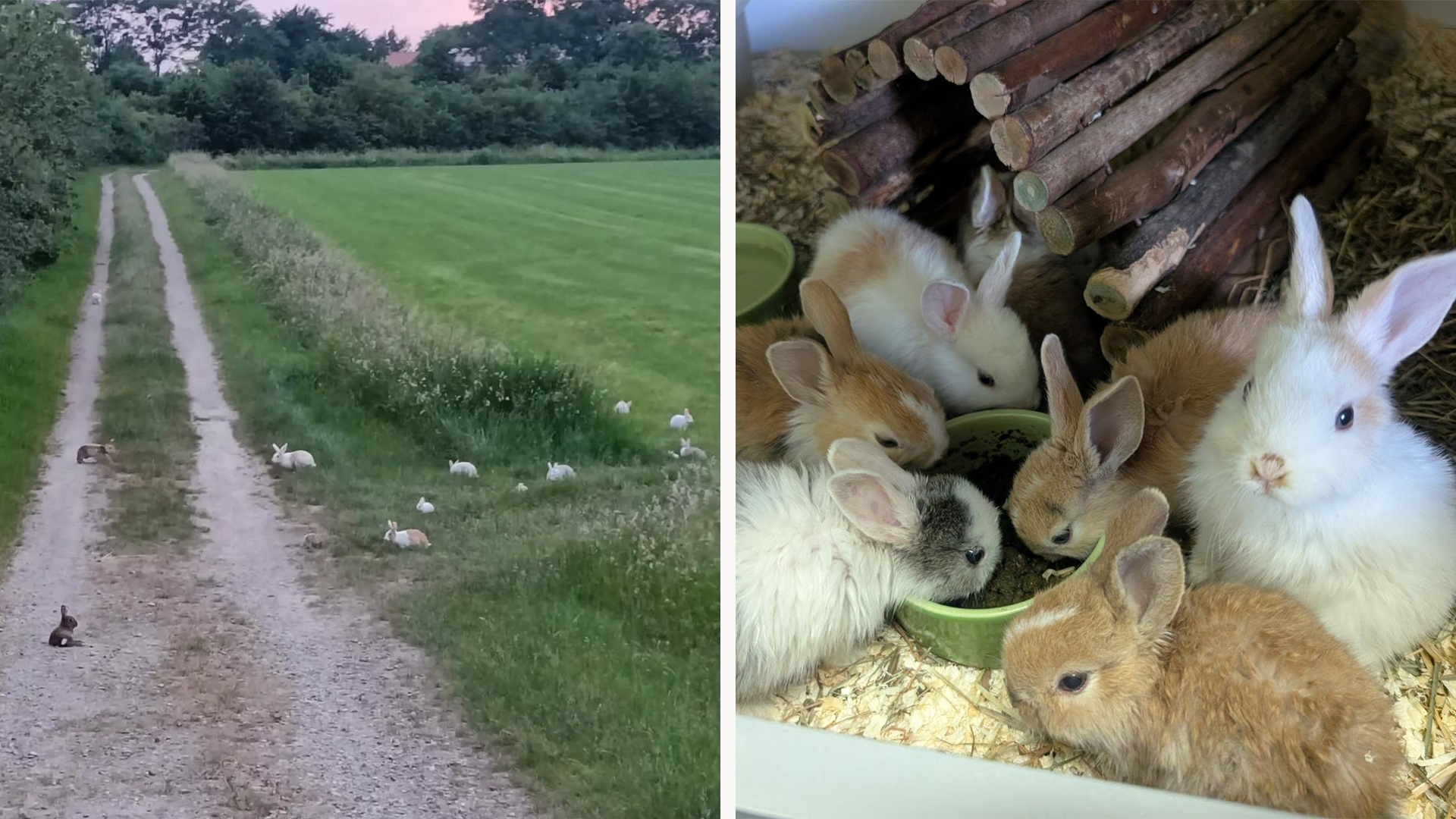 Gezocht: Een gouden toekomst voor de tientallen gedumpte konijntjes uit Ohé en Laak