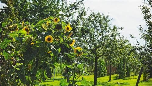 Win 5,000 euros for your green idea in Limburg (deadline is August 31)